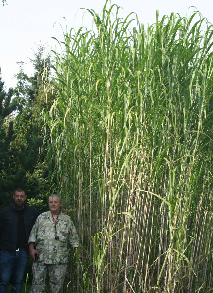 Miskant lutarioriparius Miscanthus lutarioriparius 