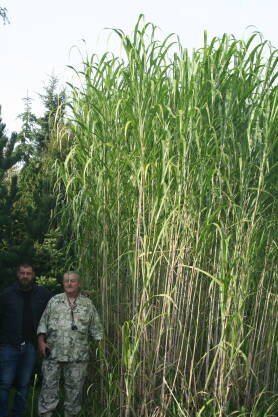 Miskant lutarioriparius Miscanthus lutarioriparius 