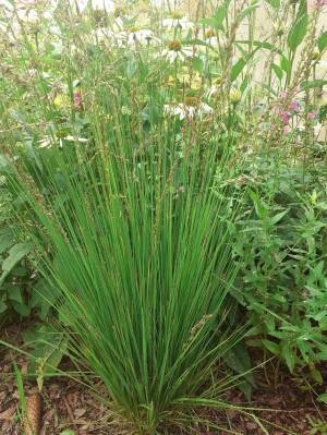 Trzęślica modra  'Heidezwerg'  Molinia caerulea 'Heidezwerg'