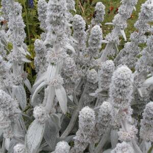 Czyściec wełnisty 'Silver Carpet' Stachys byzantina 'Silver Carpet' 