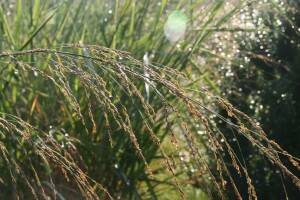 Proso gorzkie Panicum amarum