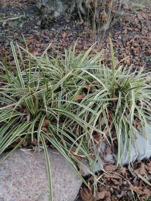 Turzyca Morrowa 'Ice Dance' Carex morrowii 'Ice Dance' 