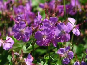 Bodziszek kantabryjski 'Cambridge' Geranium cantabrigiense 'Cambridge'