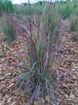 Palczatka miotlasta 'Twilight Zone'  Schizachyrium scoparium 'Twilignt Zone'