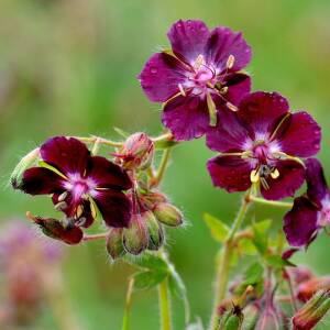 Bodziszek żałobny 'Springtime' Geranium phaeum 'Springtime'