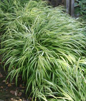 Hakonechloa smukła 'Stripe It Rich' Hakonechloa macra 'Stripe It Rich' 