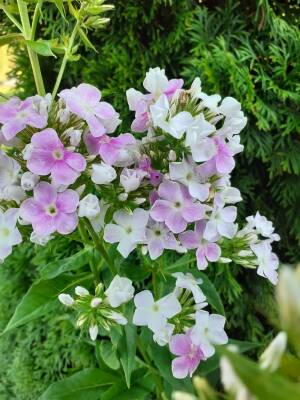 Floks wiechowaty 'Cool Water' Phlox paniculata 'Cool Water'