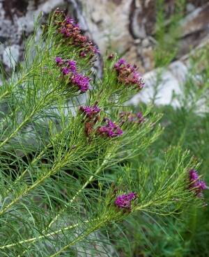 Vernonia Lettermanna Vernonia lettermannii