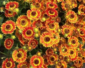 Dzielżan ogrodowy 'Fuego' PBR Helenium x hybridum 'Fuego' PBR 