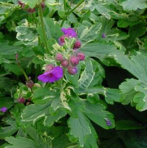 Bodziszek korzeniasty 'Variegata' Geranium macrrorhizum 'Variega'