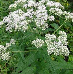 Sadziec przerośnięty Eupatorium perfoliatum