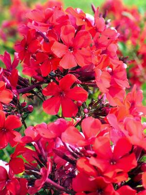 Floks wiechowaty 'Starfire'  Phlox paniculata 'Starfire'