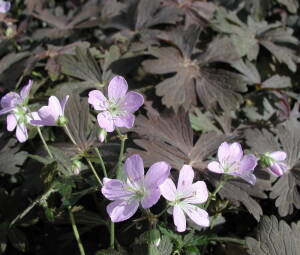 Bodziszek plamisty 'Espresso' Geranium maculatum 'Espresso'