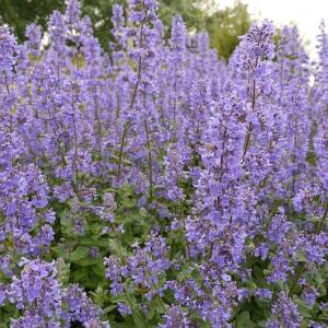 Kocimiętka wielkokwiatowa 'Summer Magic'  Nepeta grandiflora 'Summer Magic' DOSTĘPNA PO 15 CZERWCA 2024