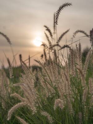 Rozplenica wschodnia 'Kaley Rose' Pennisetum orientale 'Karley Rose'  DOSTĘPNA PO 15 CZERWCA 2024