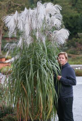 Miskant chiński 'Memory' Miscanthus sinensis 'Memory' DOSTĘPNY PO 15 CZERWCA 2025
