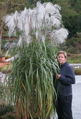 Miskant chiński 'Memory' Miscanthus sinensis 'Memory' DOSTĘPNY PO 15 CZERWCA 2024