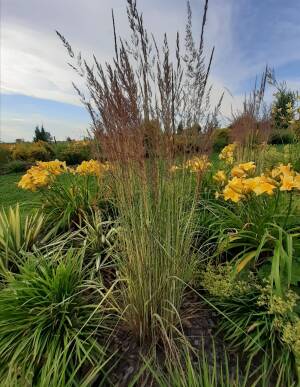 Trzcinnik ostrokwiatowy 'Avalanche' Calamagrostis x acutiflora 'Avalanche'