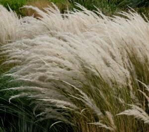 Ostnica peruwiańska Stipa ichu