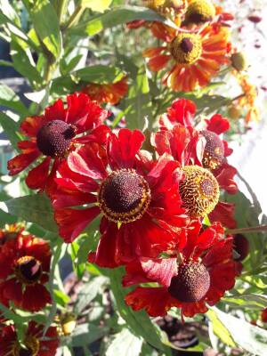 Dzielżan ogrodowy 'Chelsey'  Helenium hybridum 'Chelsey'