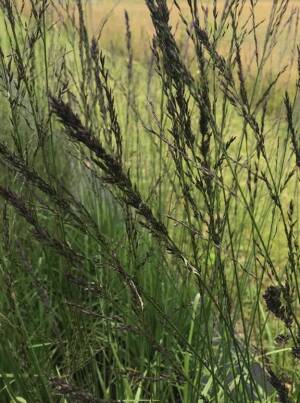 Trzęślica modra podgat. trzcinowaty 'Black Arrows'  Molinia careulea ssp. arundinacea 'Black Arrows'