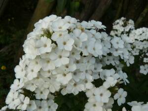 Floks wiechowaty 'Margaret Duisberg'  Phlox paniculata 'Margaret Duisberg'