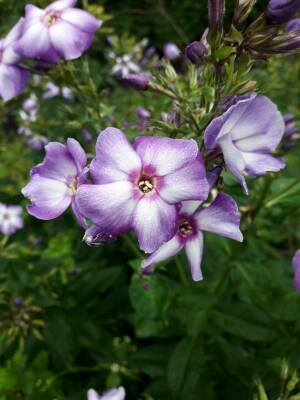 Floks wiechowaty 'Zolushka' Phlox paniculata 'Zolushka'