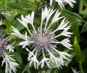 Chaber górski 'Alba' Centaurea montana 'Alba'