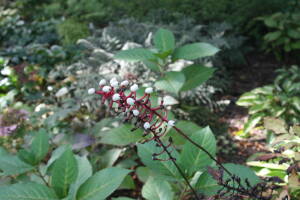 Czerniec grubopędowy 'Misty Blue' Actaea pachypoda 'Misty Blue'