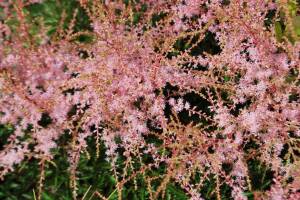 Tawułka pojedynczolistna 'Sprite' Astilbe simplicifolia 'Sprite'