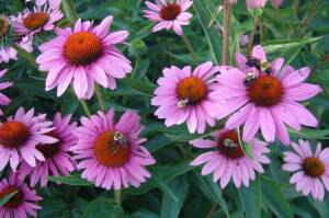 Jeżówka purpurowa Echinacea purpurea 