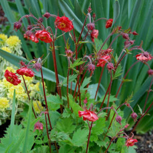 Kuklik zwisły 'Flames of Passion' Geum rivale 'Flames of Passion'