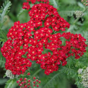 Krwawnik pospolity 'Red Velvet' Achillea millefolium 'Red Velvet'