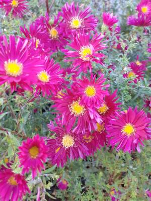 Aster nowobelgijski 'Winston S. Churchill'  Symphyotrichum novi-belgii 'Winston S. Churchill''