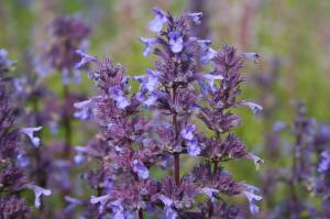 Kocimiętka wielkokwiatowa 'Bramdean' Nepeta grandiflora 'Bramdean'