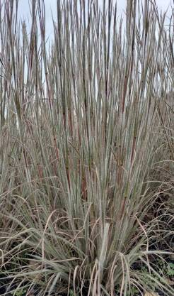 Palczatka miotlasta 'Ha Ha Tonka' Schizachyrium scoparium 'Ha Ha Tonka'