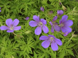 Bodziszek ogrodowy 'Nimbus' Geranium hybrida 'Nimbus' DOSTĘPNY PO 15 CZERWCA 2024