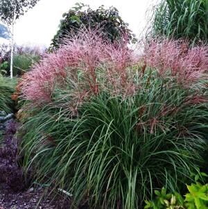 Miskant chiński 'Krater'  Miscanthus sinensis 'Krater'