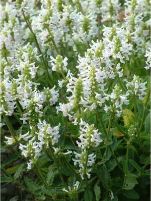 Czyściec lekarski 'Bride' Stachys officinalis 'Bride'