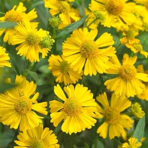 Dzielżan ogrodowy 'Sombrero' PBR Helenium x hybridum 'Sombrero' 