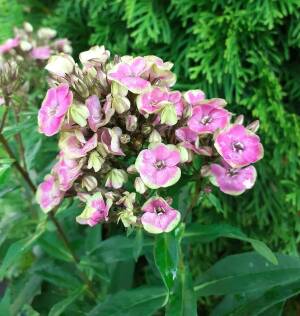 Floks paniculata 'Aureole'  Phlox paniculata 'Aureole'