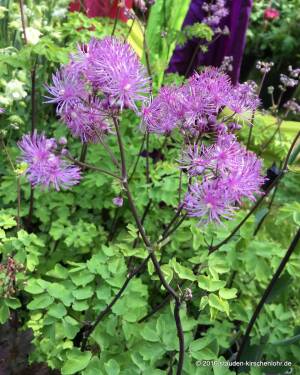 Rutewka orlikolistna 'Purplelicious' Thalictrum aquilegifolium 'Purplelicious'