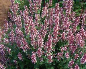 Kocimiętka wielkokwiatowa 'Dawn to Dusk' Nepeta gradiflora 'Dawn to Dusk'