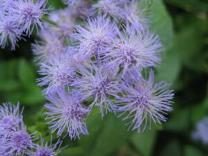 Sadziec błękitny Eupatorium coelestinum