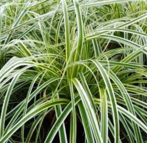 Turzyca oszimska 'Feather Falls' PBR Carex x hybrida 'Feather Falls' PBR 