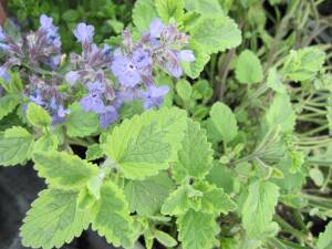 Kocimiętka faassena 'Six Hills Gold' Nepeta faassenii 'Six Hills Gold'