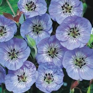 Bodziszek Wallicha ' Buxton Blue' Geranium wallichianum 'Buxton Blue' 