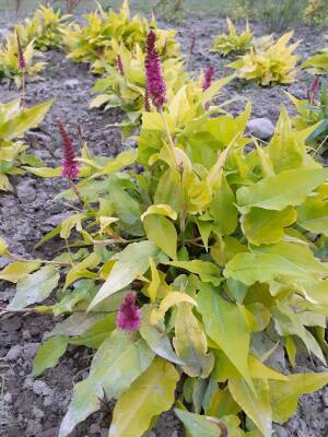 Rdest himalajski 'Golden Arrow' PBR Persicaria amplexicaulis 'Golden Arrow' PBR DOSTĘPNY PO 15 CZERWCA 2024