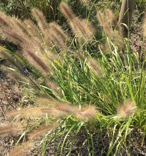 Rozplenica japońska 'Reborn' Pennisetum alopecuroides 'Reborn'