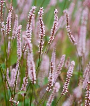 Rdest himalajski JS 'Misty Morning' PBR Persicaria amplexicaulis 'Misty Morning' PBR DOSTĘPNY PO 15 CZERWCA 2024